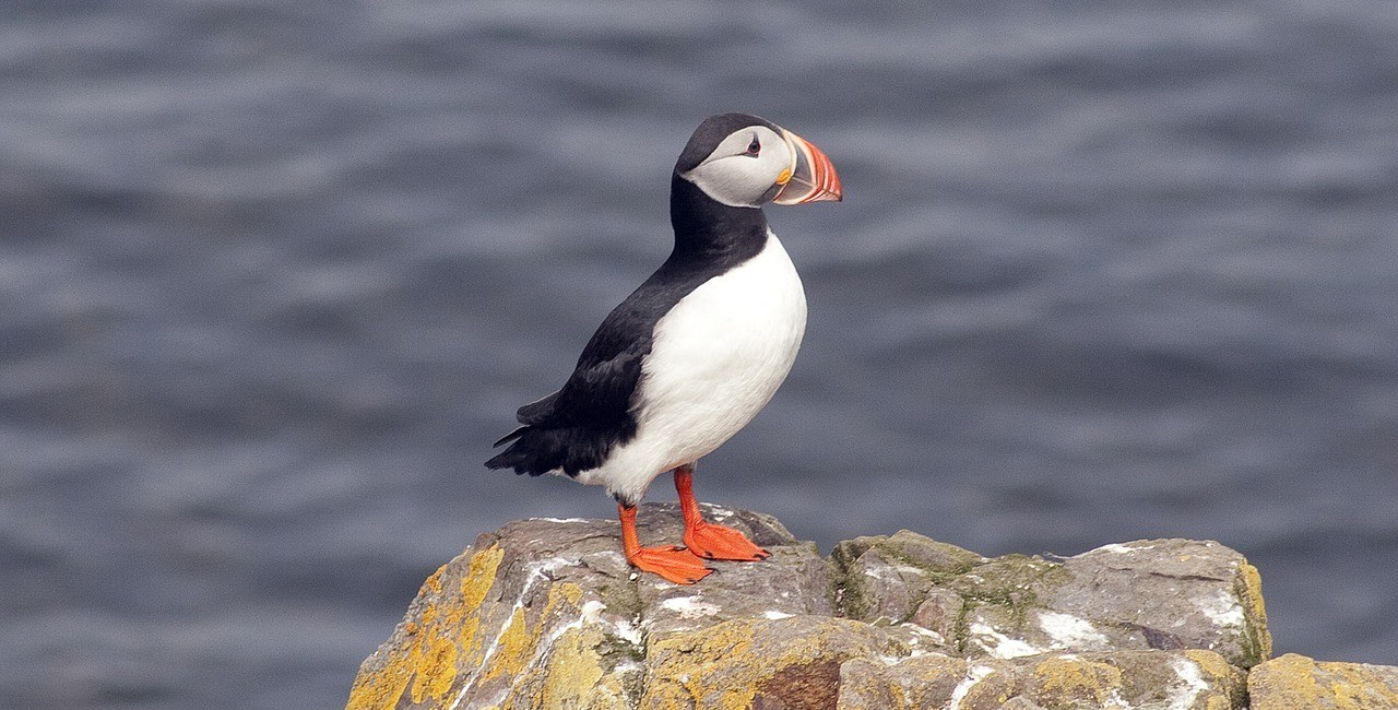 סביב איסלנד כולל איי ווסטמן