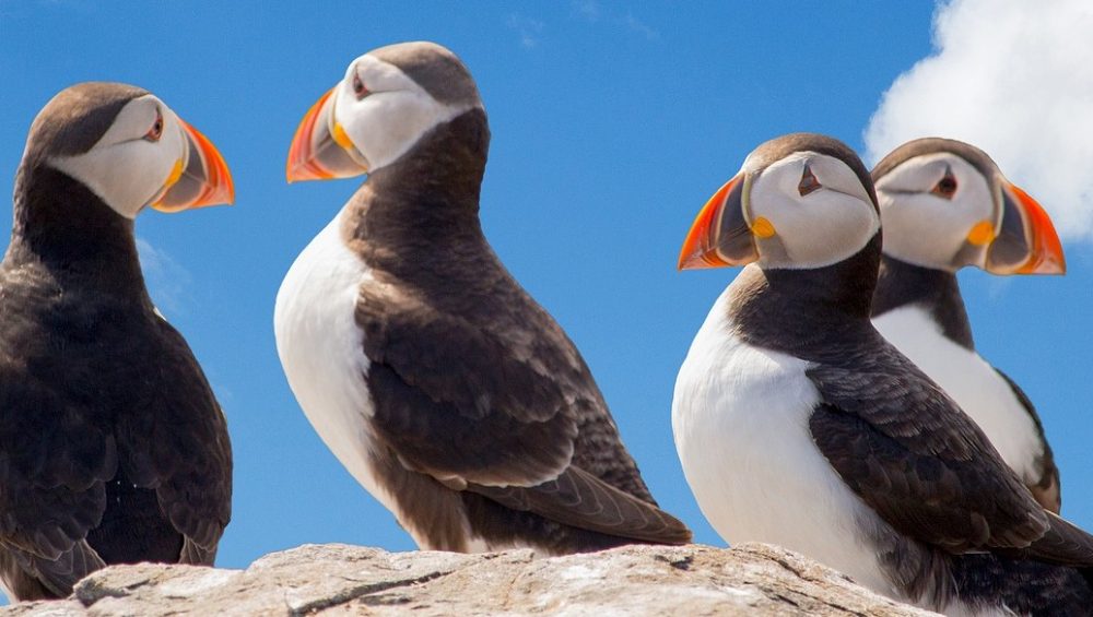 Puffins